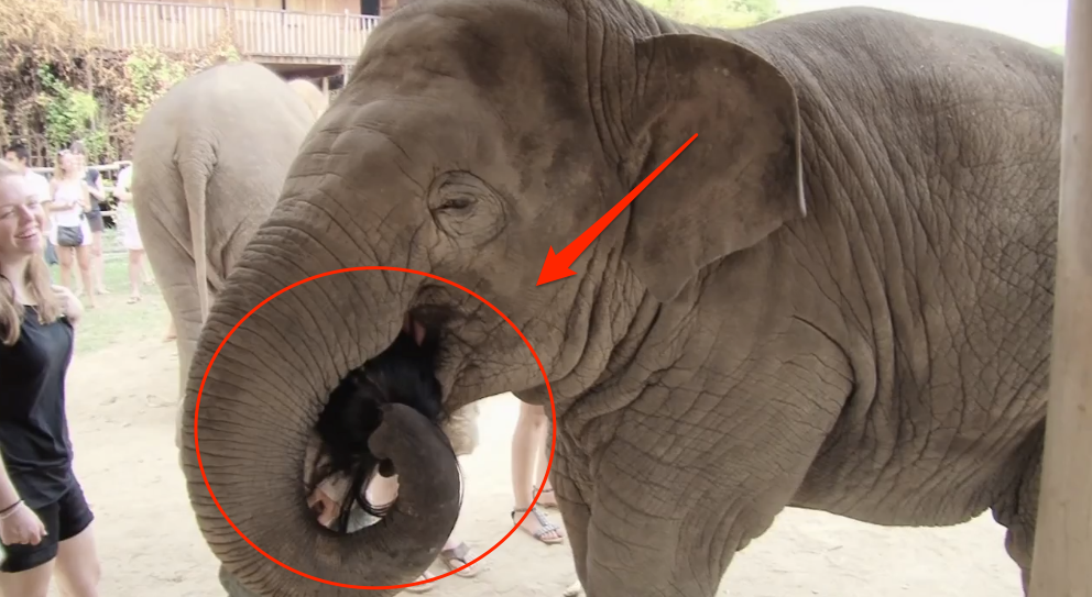 Dziewczyna dostała dużego i soczystego buziaka od słonia. Musisz to zobaczyć i usłyszeć!