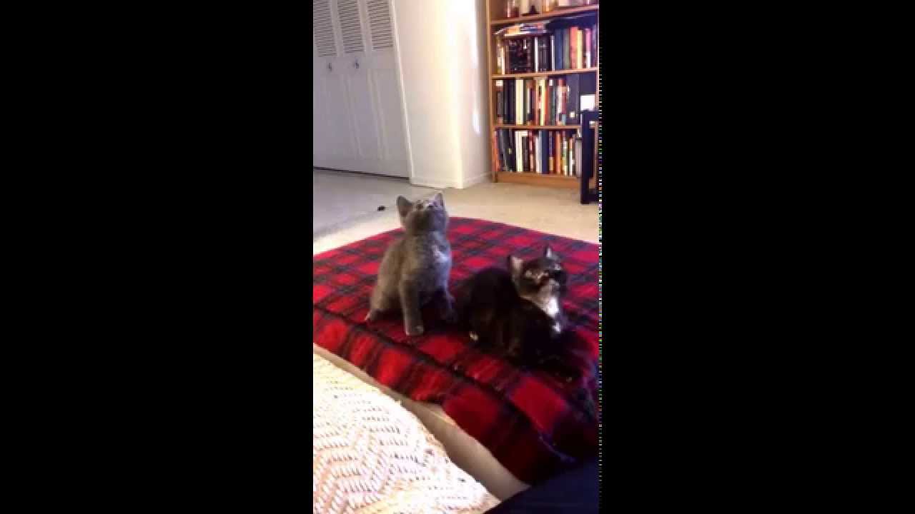 Tańczące koty, które są mistrzami synchronizacji.