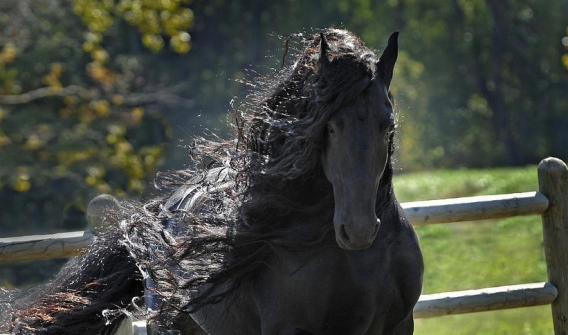 15 koni, którym zazdrościsz tak pięknych włosów.