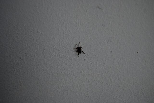 Arachnofobia, choroba, która sprawi, że podczas walki z pająkiem dopada Cię paraliż.