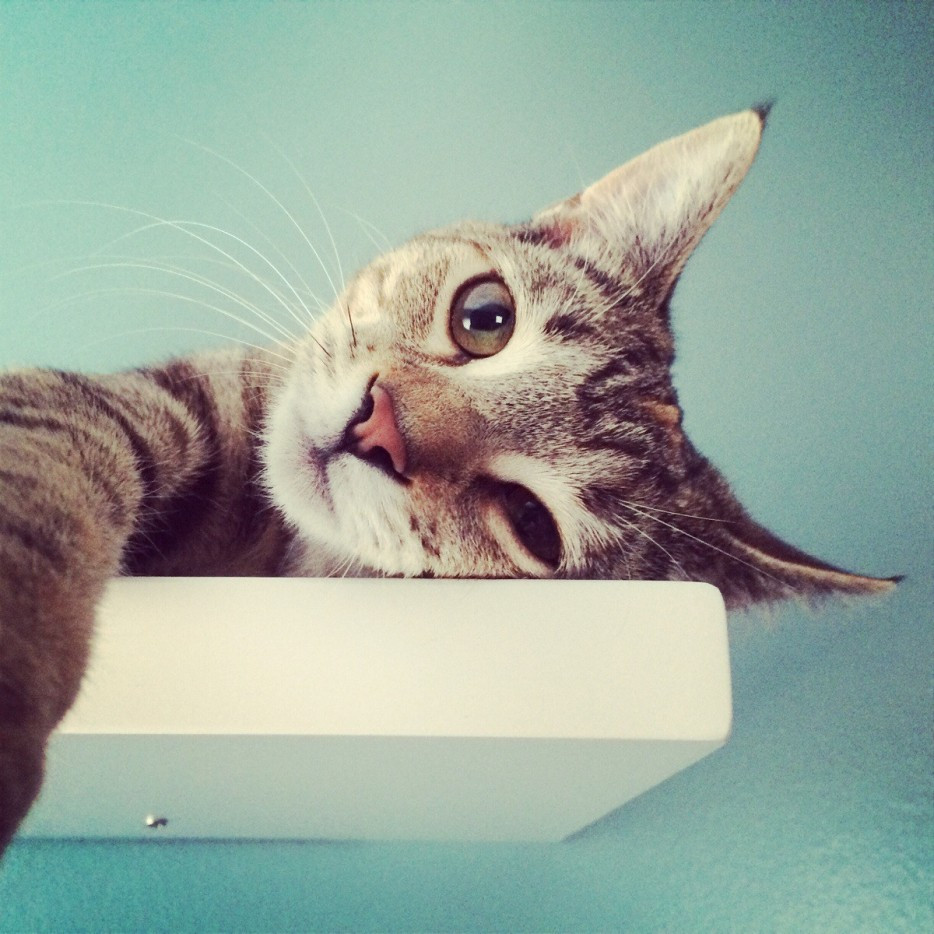 12 zdjęć kotów z serii „z zaskoczenia”