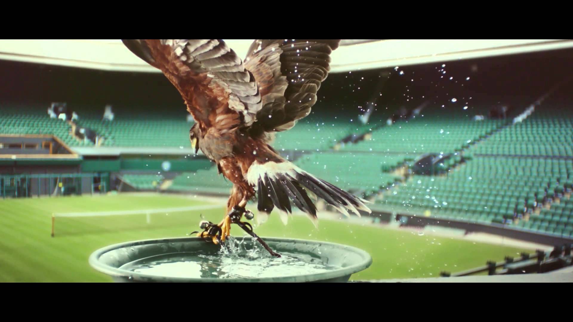 Niesamowita reklama o jastrzębiu, który chroni Wimbledon przed gołębiami.