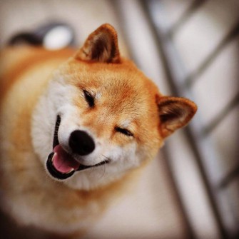 Poznaj najszczęśliwszego psa na Ziemi. Aż sam się uśmiechniesz.