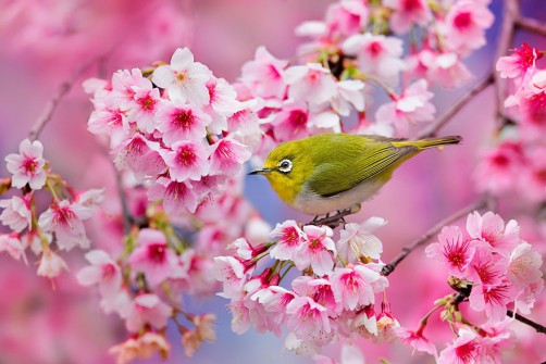 20 najpiękniejszych zdjęć przedstawiających japońskie kwiaty wiśni.