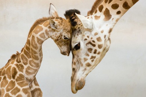 25 zwierząt, które pokazują czym jest prawdziwa miłości matki do dziecka.