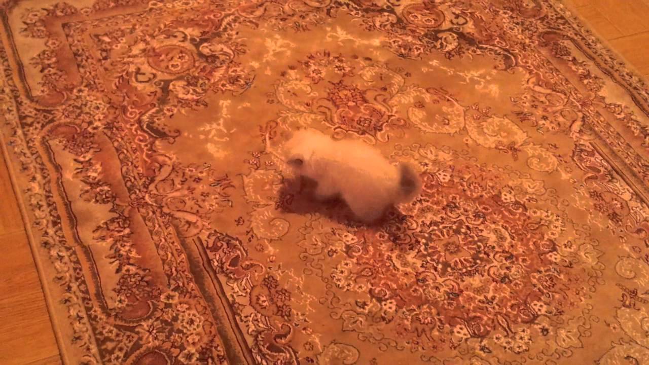 Mały kociak, który nie ogarnął dywanu.