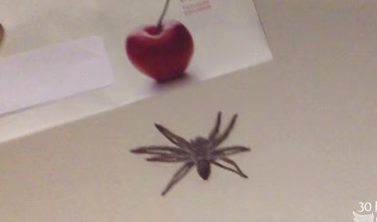 Jak Australijczycy radzą sobie z pająkami w mieszkaniu… na pewno byś tego tak nie zrobił.