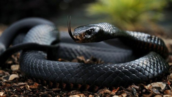 32 najbardziej jadowite węże na Ziemi.