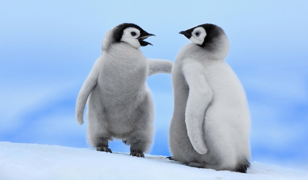 Wiedziałeś, że pingwiny mają kolana? Pewnie nie.