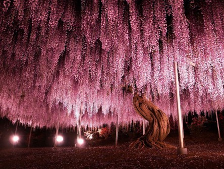 Ta 144-letnia Wisteria rosnąca w Japonii wygląda jak różowe niebo. To trzeba zobaczyć.