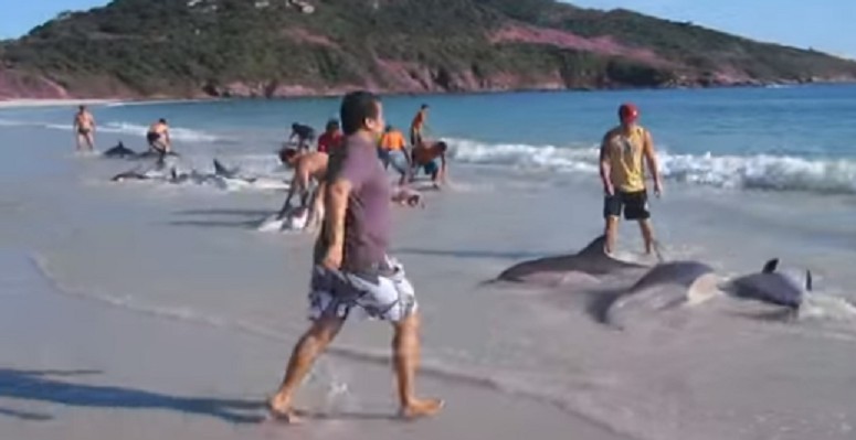 Spokojnie sobie odpoczywasz na plaży, gdy nagle 30 delfinów zaczyna wypływać na brzeg.