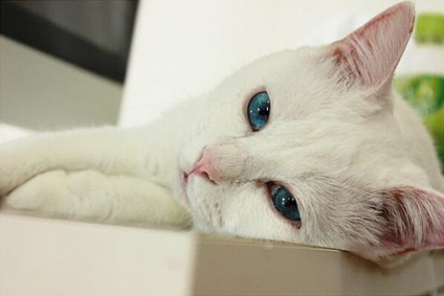 Ten kot ma cudowne niebieskie oczy… dopóki nie zaśnie.