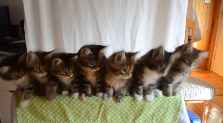 7 kotów, które instynktownie reagują na szeleszczący przedmiot.