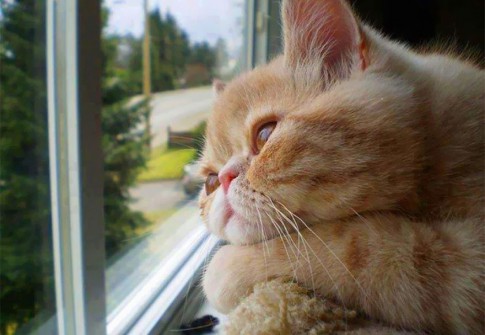 30 melancholijnych kotów, które czekają w oknie na swoich właścicieli.