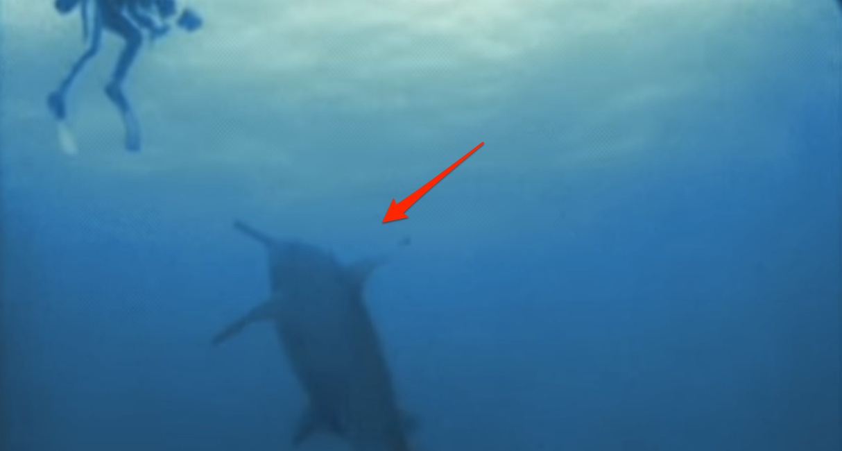 Cztery delfiny przegoniły rekina, a tym samym uratowały nurka, który tworzył o nich film. Gdyby nie one to…