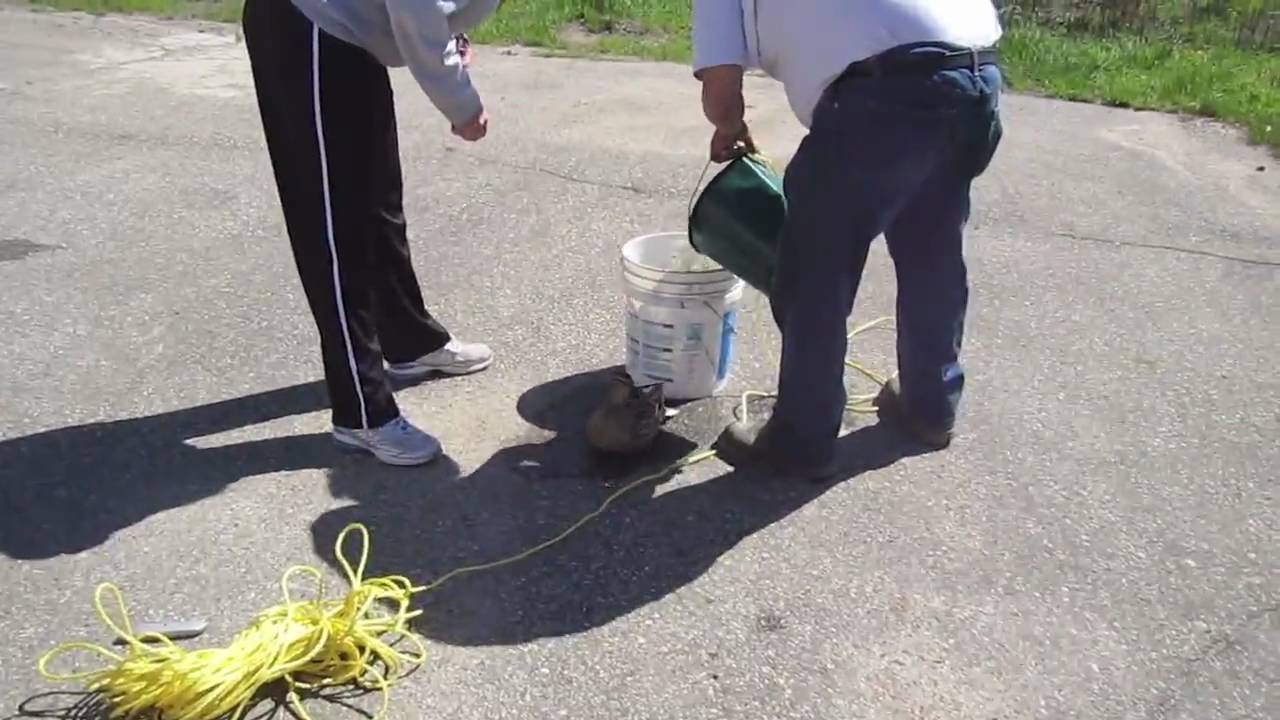 Robotnicy pomagają kaczce, której to młode wpadły do studzienki kanalizacyjnej.