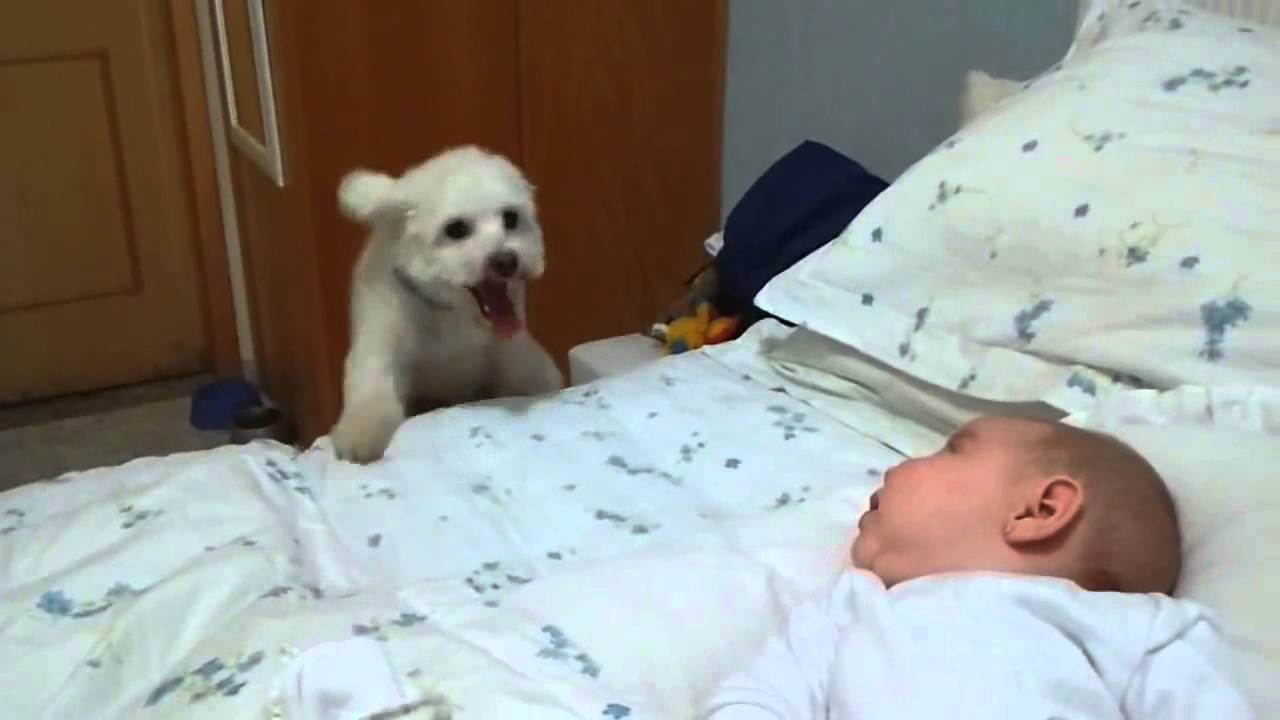 Psiak próbuje przywitać nowego członka rodziny, ale niestety łóżko jest za wysoko.