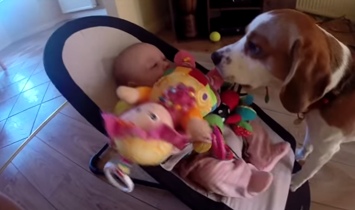 Pies po zabraniu zabawki dziecku, próbuje odkupić swoje winy.