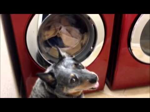 Co zrobi pies, któremu ktoś postanowił wyprać ulubioną zabawkę?