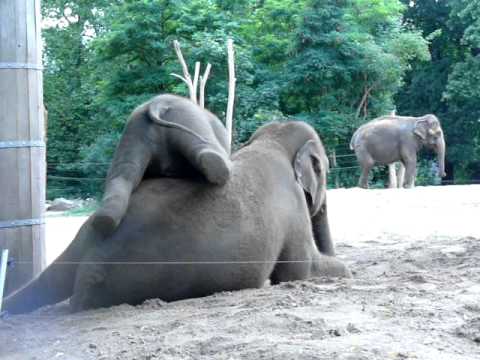 Słoniątko nie daje spokoju swojej mamie, która chce odpocząć.