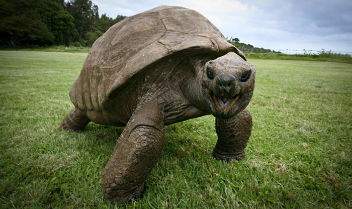 Ten żółw żyje już 182 lata, możesz teraz zobaczyć jak wyglądał na zdjęciu z 1902 roku.