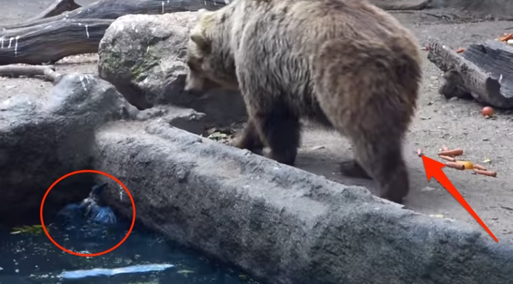 Wrona wpadła do wody i zaczęła się topić… zobacz co zrobił ten niedźwiedź.