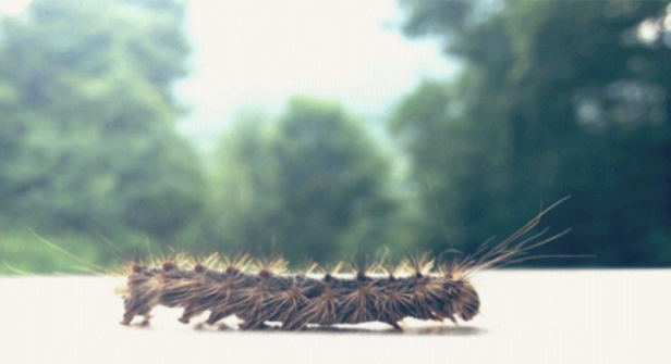 20 rzeczy, które zrozumieją tylko osoby bojące się owadów.