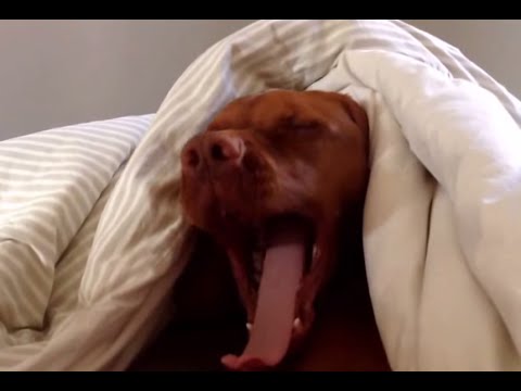 Reakcja psa na dźwięk budzika.