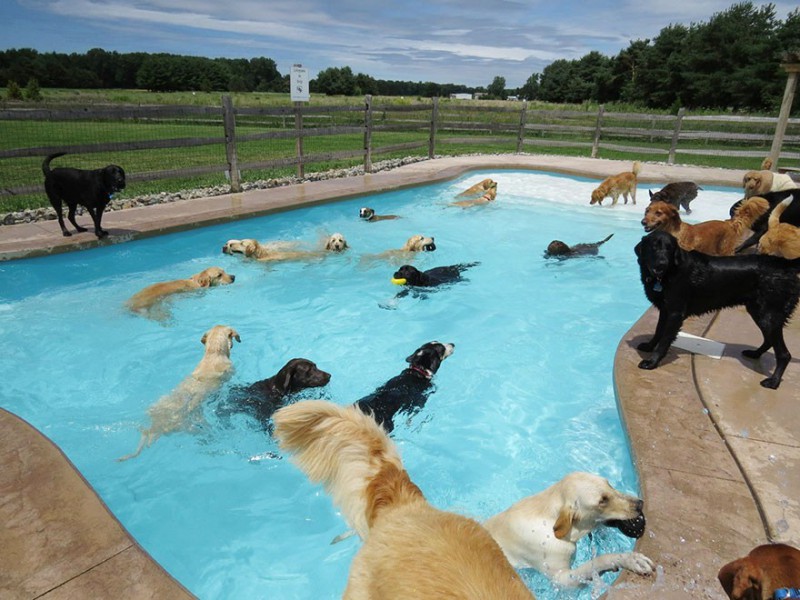 Szczęśliwe psy też mają swoje własne „Pool Party”.