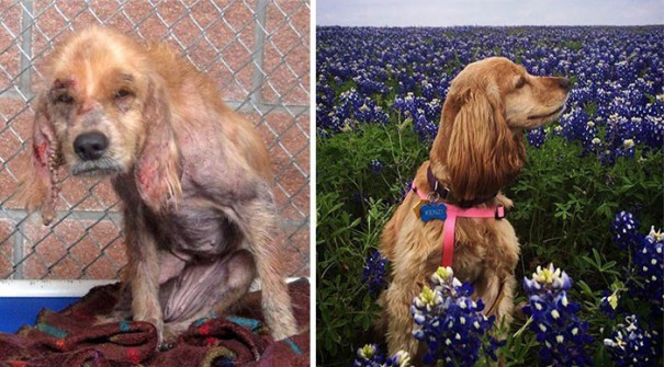 16 porzuconych psów, które dostały nowe życie. Niesamowite jak wielkiej pomocy może udzielić człowiek.