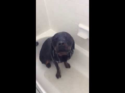 Jak wygląda Rottweiler, który właśnie bierze prysznic? Nie wiem czy tak to sobie wyobrażałeś.
