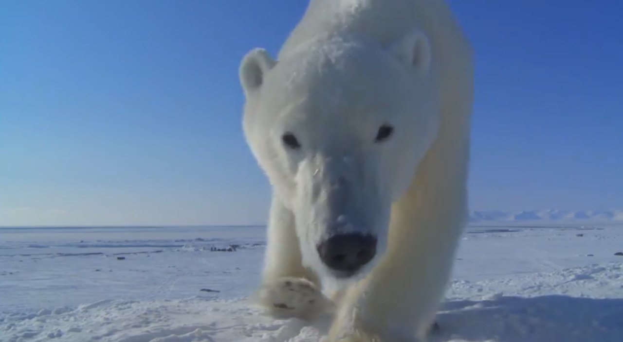 Jak BBC używa swoich ukrytych kamer, aby nakręcić niesamowite filmy ze świata zwierząt.