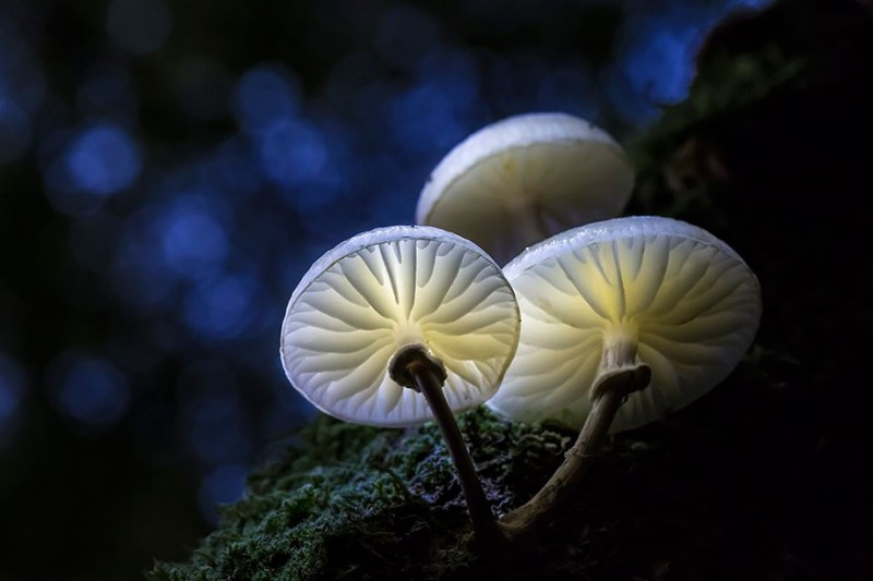 Tajemniczy świat grzybów uchwycony na 26 zdjęciach.