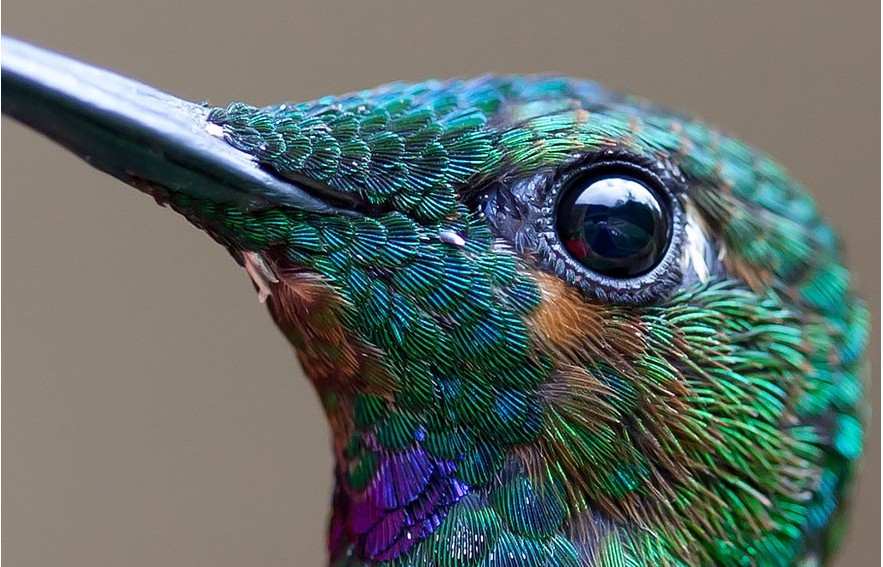 20 pełnych życia zdjęć kolibrów ukazujących ich niewiarygodne piękno.