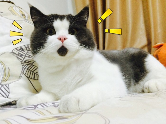 Poznajcie Banye, kota który przez cały czas jest zaskoczony.