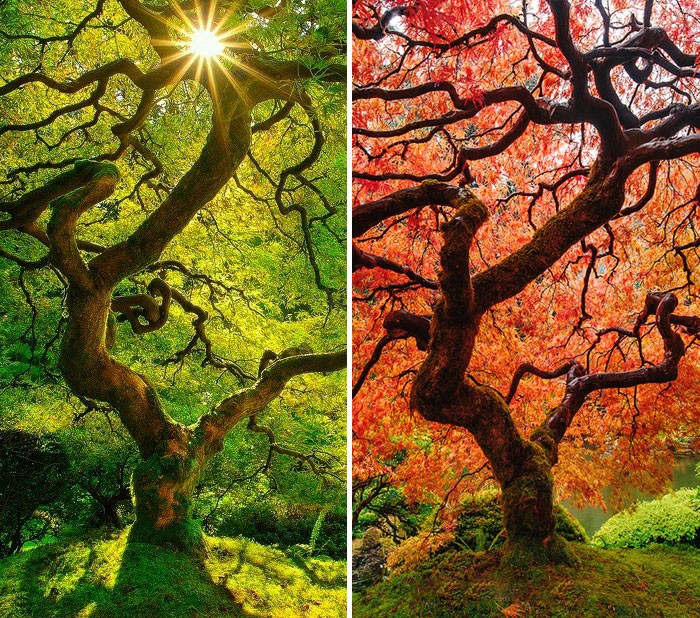 12 transformacji letniego krajobrazu w jesienny.