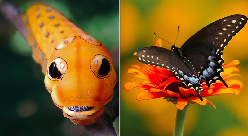 19 motyli przed i po transformacji.