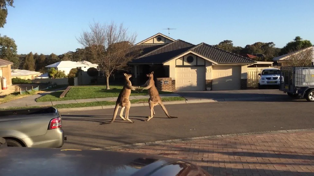 Uliczna bójka dwóch kangurów. Takie rzeczy tylko w Australii.
