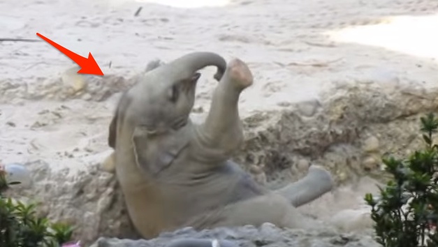 Małe słoniątko przewraca się na plecy. Niesamowite jak zareagowały inne słonie.