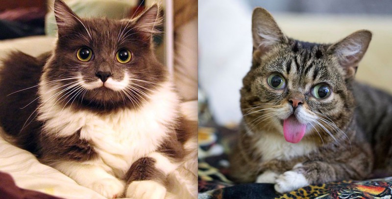 18 najsławniejszych kotów w Internecie.