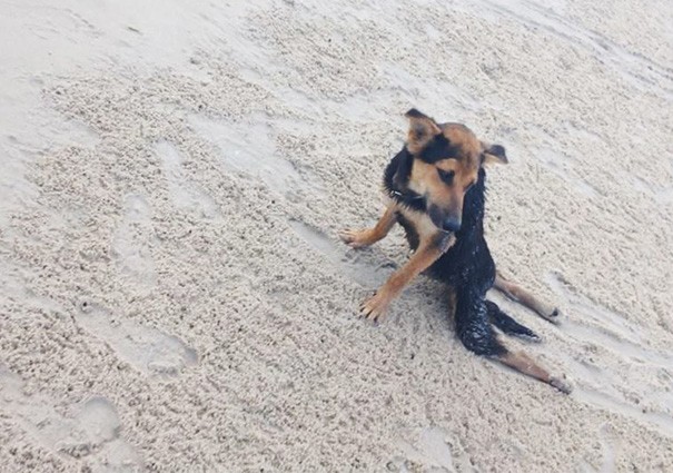 Wzruszająca historia Leo, sparaliżowanego szczeniaka znalezionego na plaży w Tajlandii.