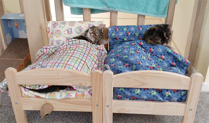 Właściciele zamienili łóżka dla lalek z IKEA w idealne łóżka dla kotów.