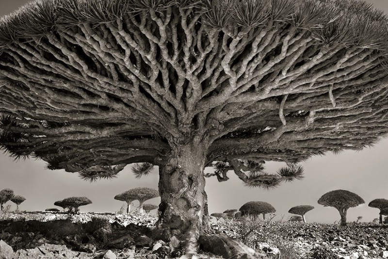 Ta kobieta spędziła 14 lat fotografując najstarsze drzewa na Świecie.
