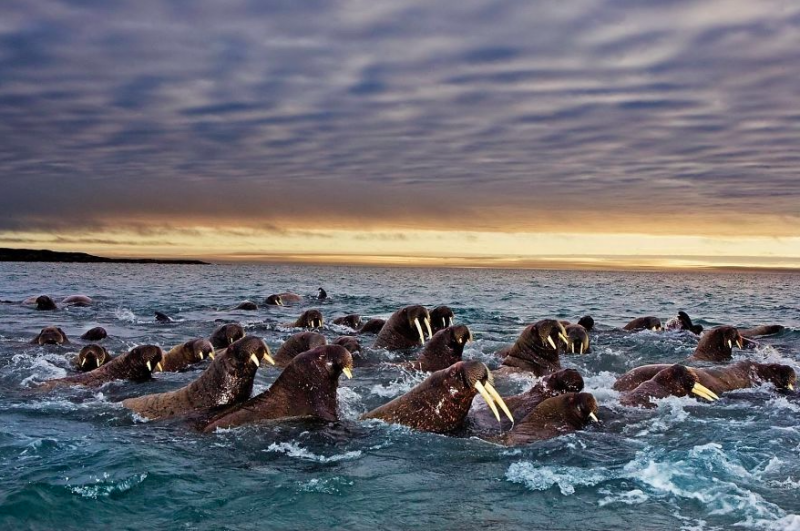 19 niesamowitych zdjęć migrujących zwierząt.