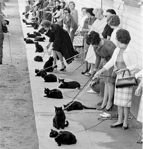 Casting w Hollywood dla czarnych kotów w 1961 roku.