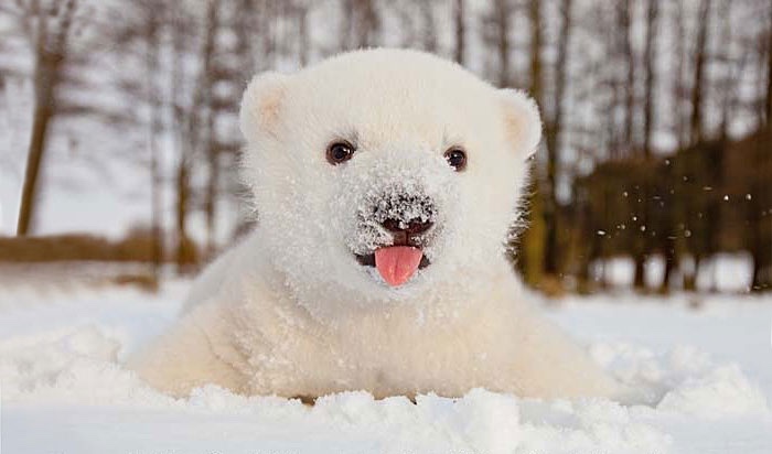17 zwierzaków, które po raz pierwszy w życiu bawią się na śniegu.
