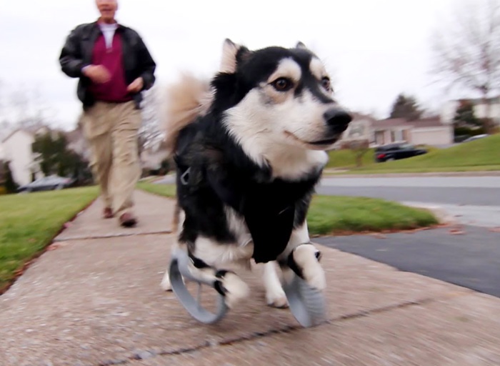 Pies z deformowanymi łapami otrzymał protezy, wydrukowane za pomocą drukarki 3D.