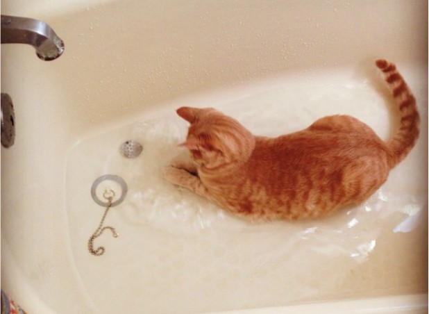 17 kotów, które o dziwo uwielbiają wodę.