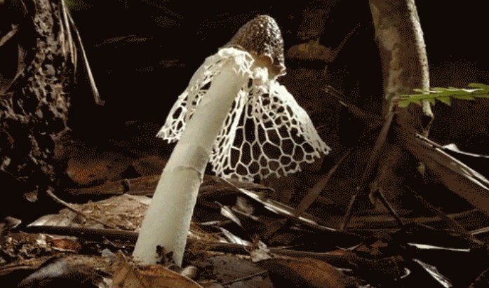 9 hipnotyzujących gifów, ukazujących jak rosną grzyby.