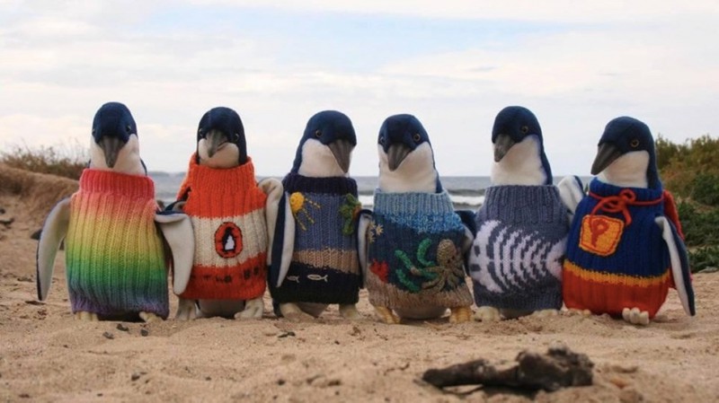 Najstarszy mężczyzna w Australii poświęca swój czas, aby własnoręcznie robić swetry dla rannych pingwinów.